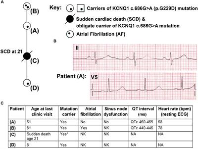 Investigating the Complex Arrhythmic Phenotype Caused by the <mark class="highlighted">Gain-of-Function Mutation</mark> KCNQ1-G229D